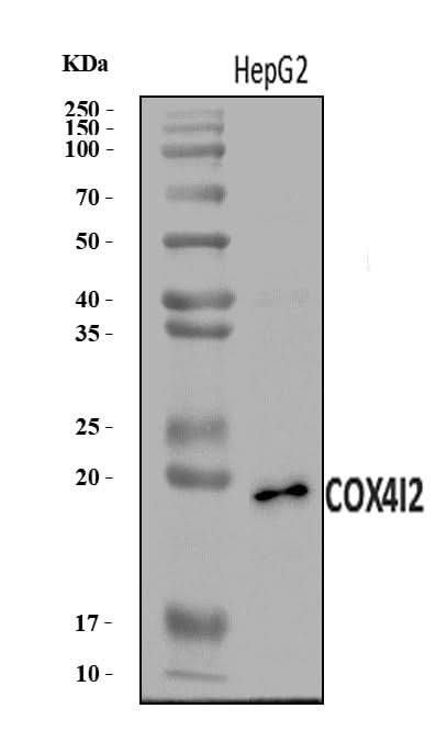 Anti-COX4I2 Antibody Picoband® Boster Bio