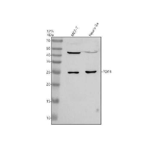 Anti-POP4 Antibody Picoband® Boster Bio