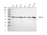 Anti-Selenophosphate synthetase 1/SEPHS1 Antibody Picoband® Boster Bio