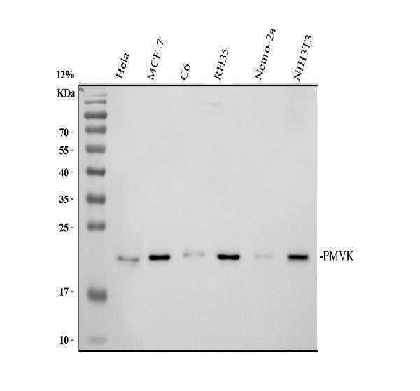 Anti-PMVK Antibody Picoband® Boster Bio