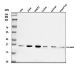 Anti-NDUFAF1 Antibody Picoband® Boster Bio