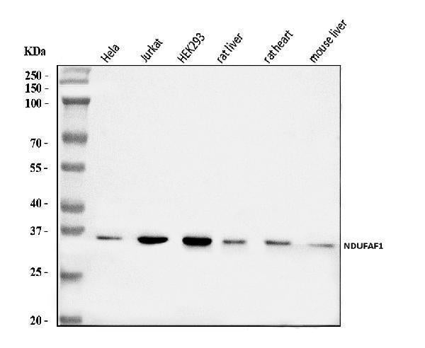 Anti-NDUFAF1 Antibody Picoband® Boster Bio