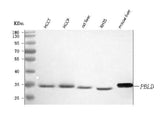 Anti-PBLD Antibody Picoband® Boster Bio