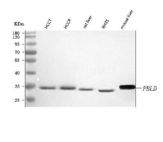 Anti-PBLD Antibody Picoband® Boster Bio