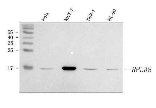 Anti-RPL38 Antibody Picoband® Boster Bio