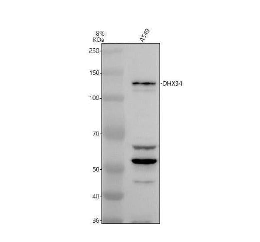 Anti-DHX34 Antibody Picoband® Boster Bio