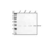 Anti-MPLKIP Antibody Picoband® Boster Bio