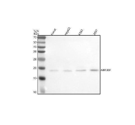 Anti-MPLKIP Antibody Picoband® Boster Bio
