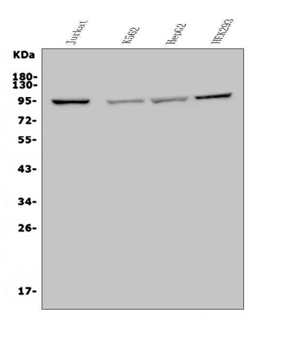 Anti-MAP4K5 Antibody Picoband® Boster Bio