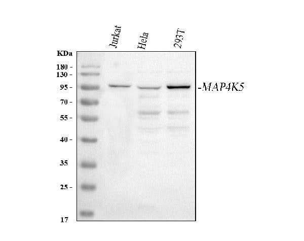 Anti-MAP4K5 Antibody Picoband® Boster Bio