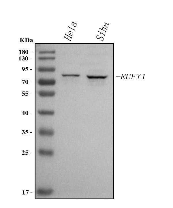 Anti-RUFY1 Antibody Picoband® Boster Bio