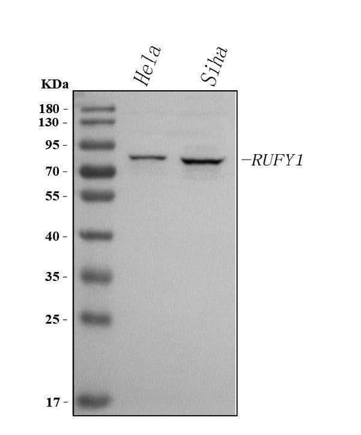 Anti-RUFY1 Antibody Picoband® Boster Bio