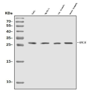 Anti-Uroplakin Ib/UPIb Antibody Picoband® Boster Bio