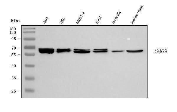 Anti-C19orf61/SMG9 Antibody Picoband® Boster Bio