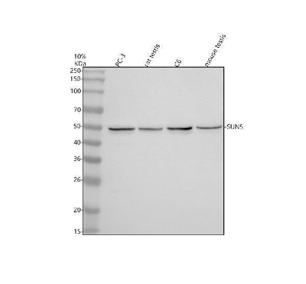 Anti-SUN5 Antibody Picoband® Boster Bio