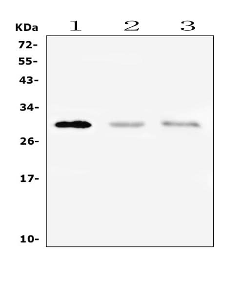 Anti-PTCRA Antibody Picoband® Boster Bio