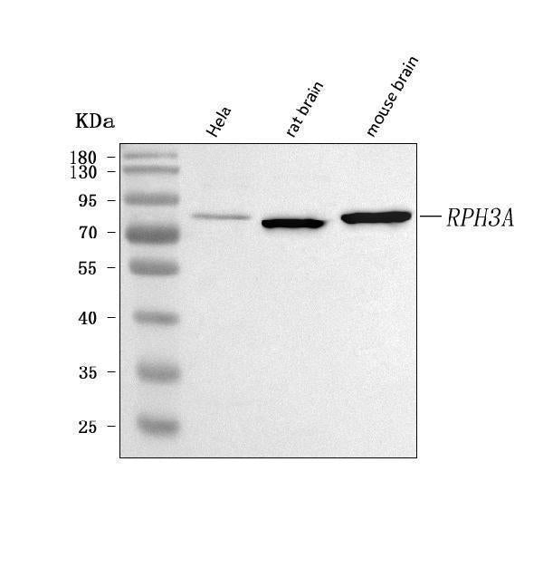 Anti-RPH3A Antibody Picoband® Boster Bio