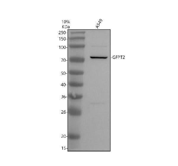 Anti-GFPT2 Antibody Picoband® Boster Bio
