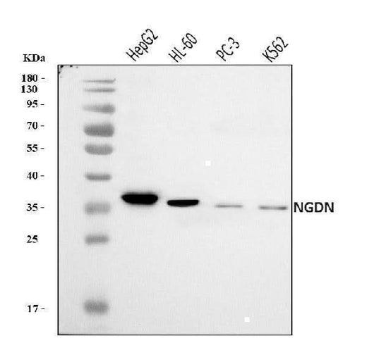 Anti-NGDN Antibody Picoband® Boster Bio