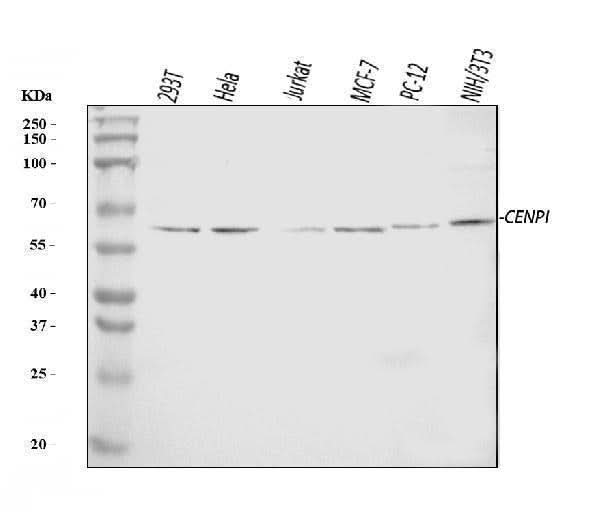 Anti-CENPI Antibody Picoband® Boster Bio