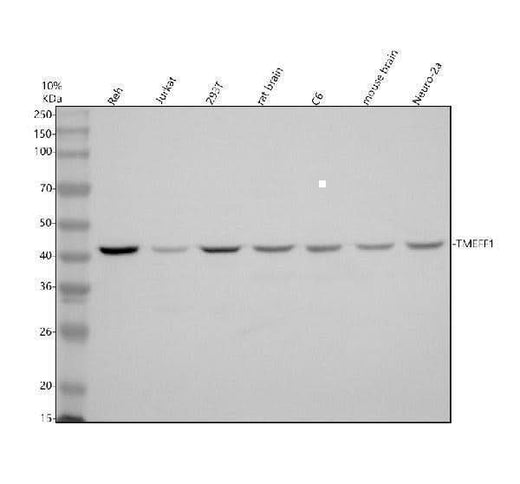 Anti-TMEFF1 Antibody Picoband® Boster Bio