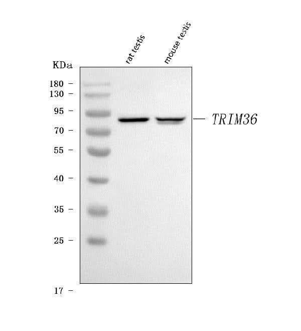 Anti-TRIM36 Antibody Picoband® Boster Bio