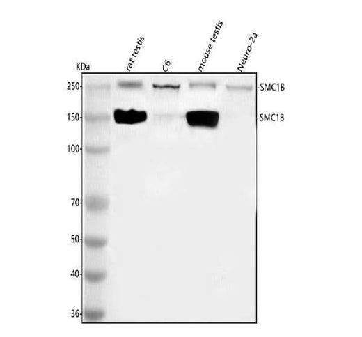 Anti-SMC1B Antibody Picoband® Boster Bio