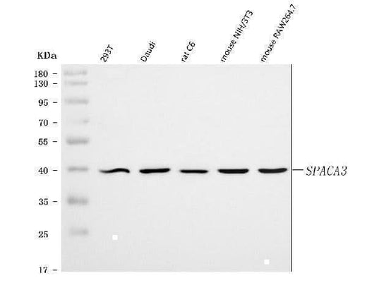 Anti-SPACA3 Antibody Picoband® Boster Bio