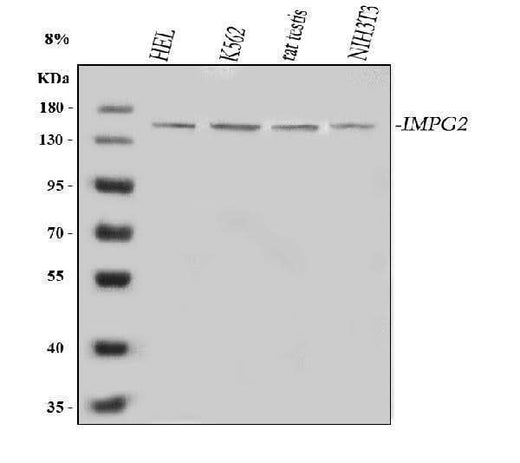 Anti-IMPG2 Antibody Picoband® Boster Bio