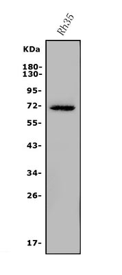 Anti-ARSE/ASE Antibody Picoband® Boster Bio