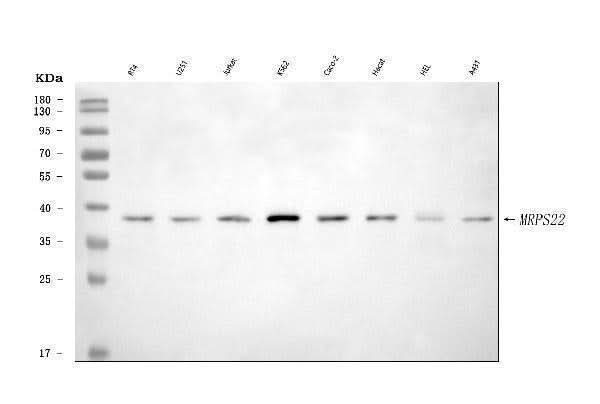 Anti-MRPS22 Antibody Picoband® Boster Bio