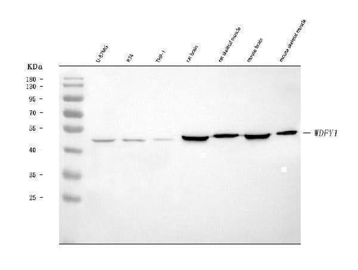 Anti-FENS1/WDFY1 Antibody Picoband® Boster Bio