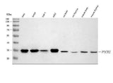 Anti-PYCR2 Antibody Picoband® Boster Bio
