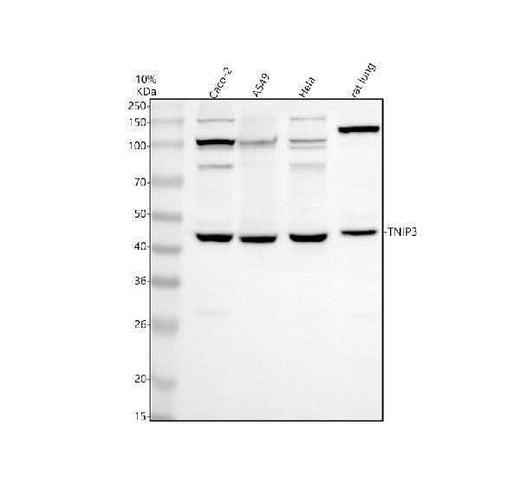 Anti-TNIP3 Antibody Picoband® Boster Bio