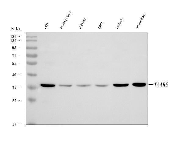 Anti-TAAR6 Antibody Picoband® Boster Bio
