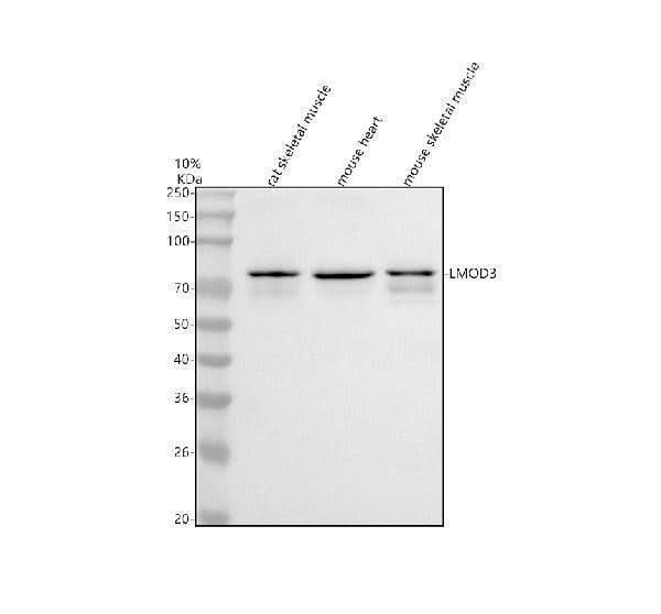 Anti-LMOD3 Antibody Picoband® Boster Bio