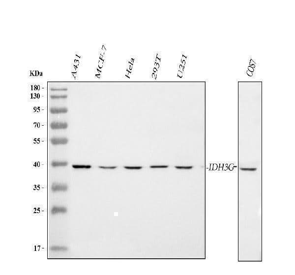Anti-IDH3G Antibody Picoband® Boster Bio