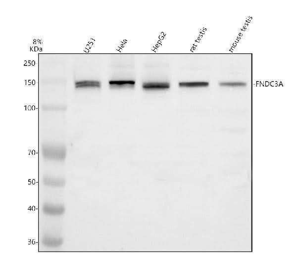 Anti-FNDC3A Antibody Picoband® Boster Bio