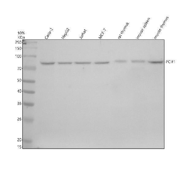 Anti-PCIF1 Antibody Picoband® Boster Bio