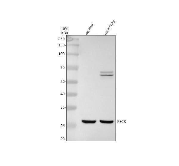 Anti-PECR Antibody Picoband® Boster Bio