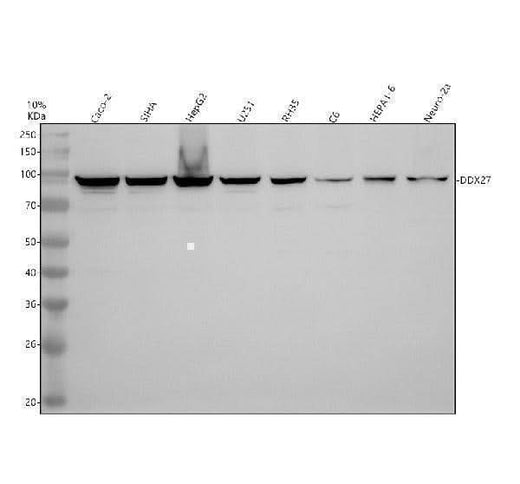 Anti-DDX27 Antibody Picoband® Boster Bio