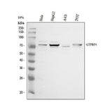 Anti-GTPBP4 Antibody Picoband® Boster Bio
