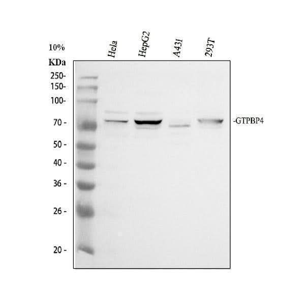 Anti-GTPBP4 Antibody Picoband® Boster Bio