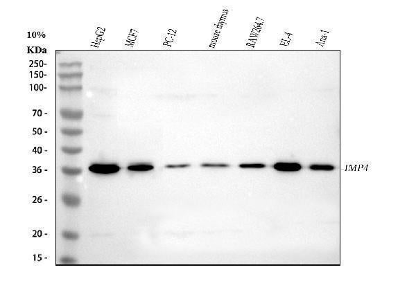Anti-IMP4 Antibody Picoband® Boster Bio