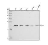 Anti-UBE2H Antibody Picoband® Boster Bio