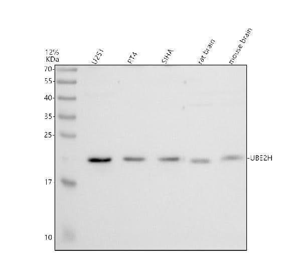 Anti-UBE2H Antibody Picoband® Boster Bio