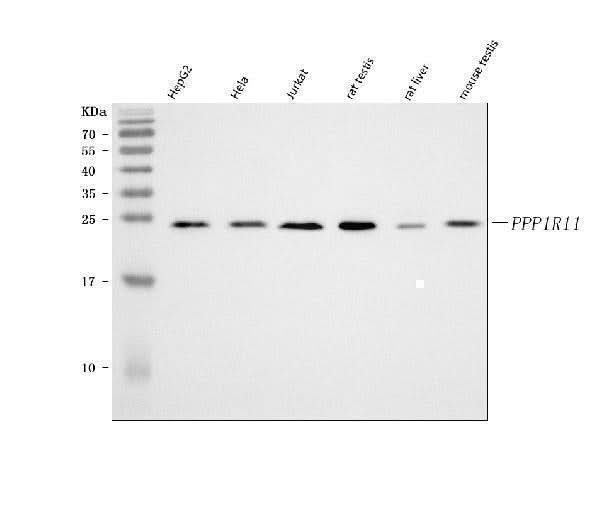 Anti-PPP1R11 Antibody Picoband® Boster Bio