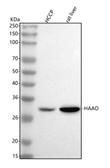 Anti-HAAO Antibody Picoband® Boster Bio