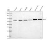 Anti-RARS2 Antibody Picoband® Boster Bio
