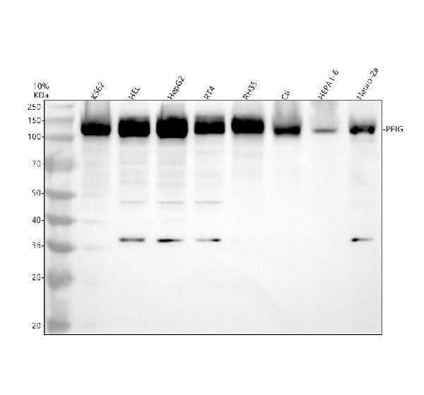 Anti-PPIG Antibody Picoband® Boster Bio
